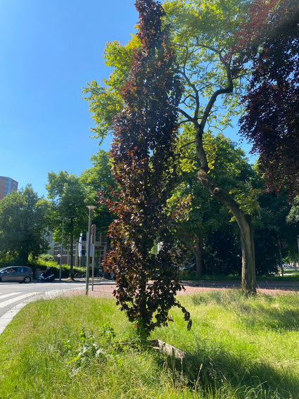 Rode Zuilbeuk - Fagus sylvatica 'Dawyck Purple'