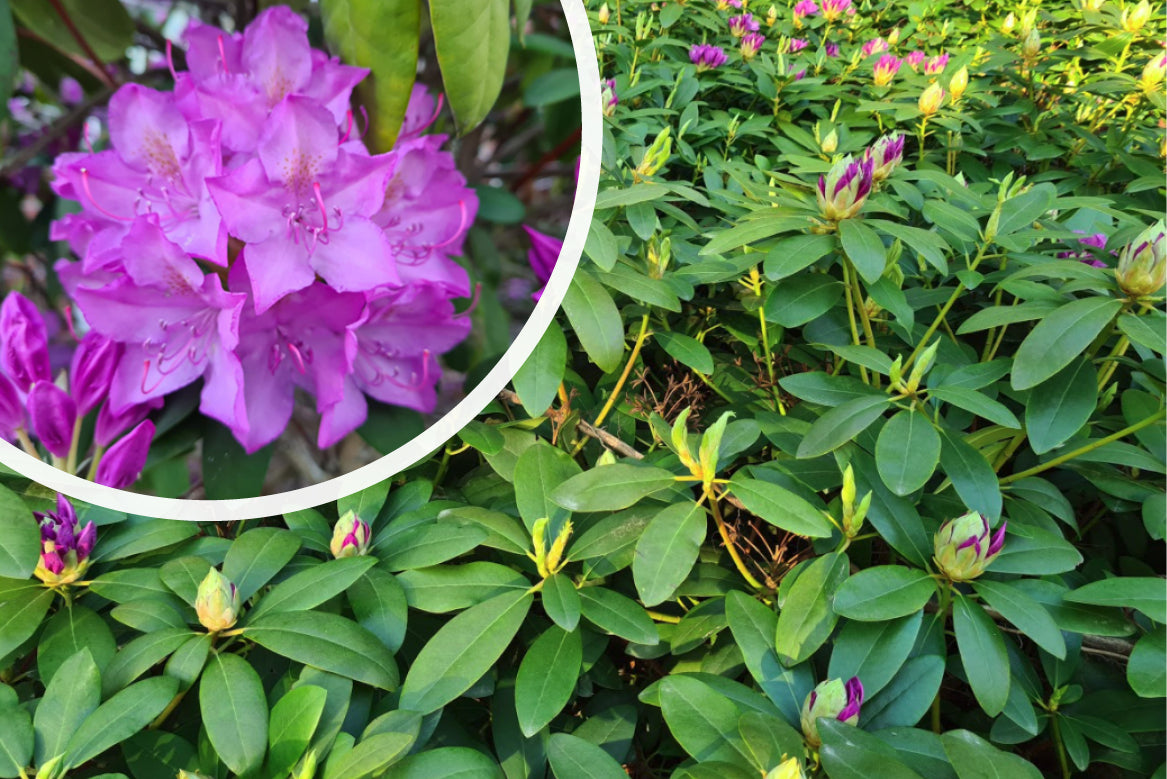 Kaufen Sie Rhododendron Roseum Elegans, rosa RhododendronStrauch