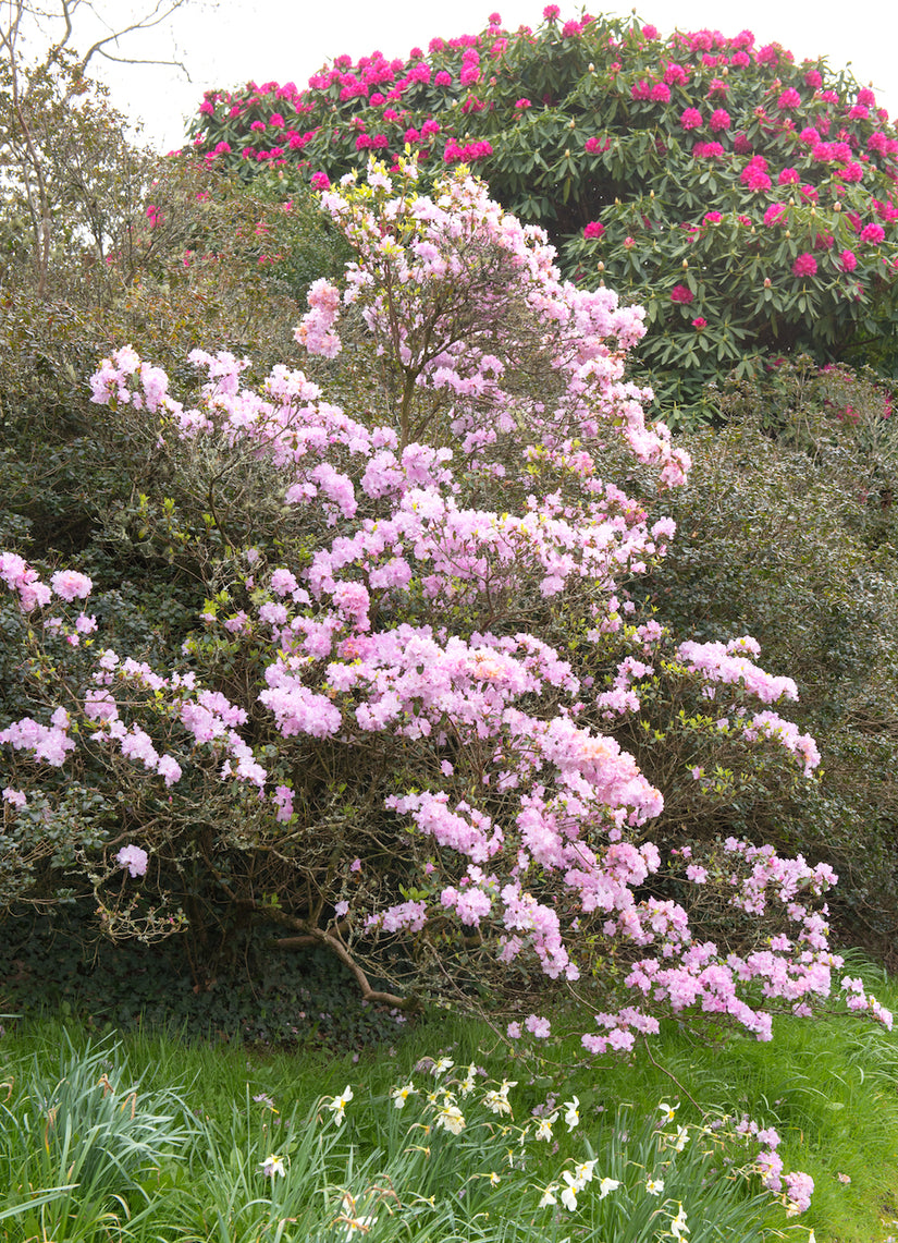 Rododendron-praecox.jpg Rododendron-praecox.jpg