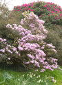 Rododendron-praecox.jpg Rododendron-praecox.jpg