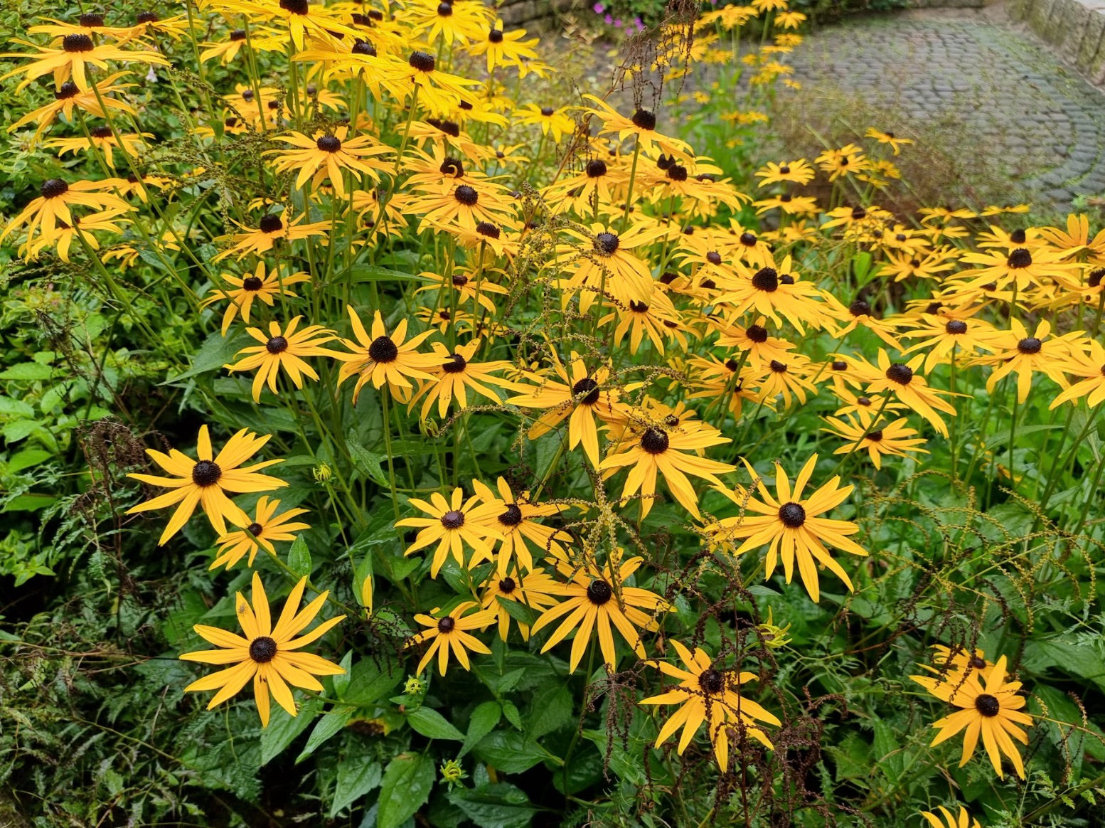 Rudbeckia fulgida var. deamii – Topfpflanzen kaufen