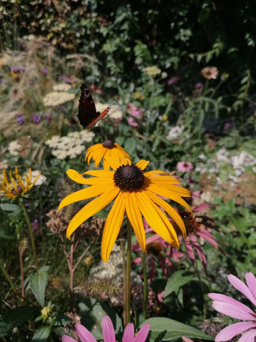 Borderpakketten dries prairietuin Borderpakketten dries prairietuin