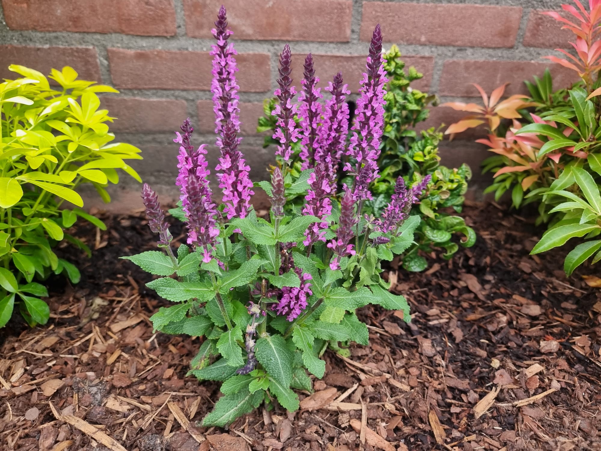 Salbei, Salvia x Sylvestris Rose Queen Rose blühende Salbeipflanze