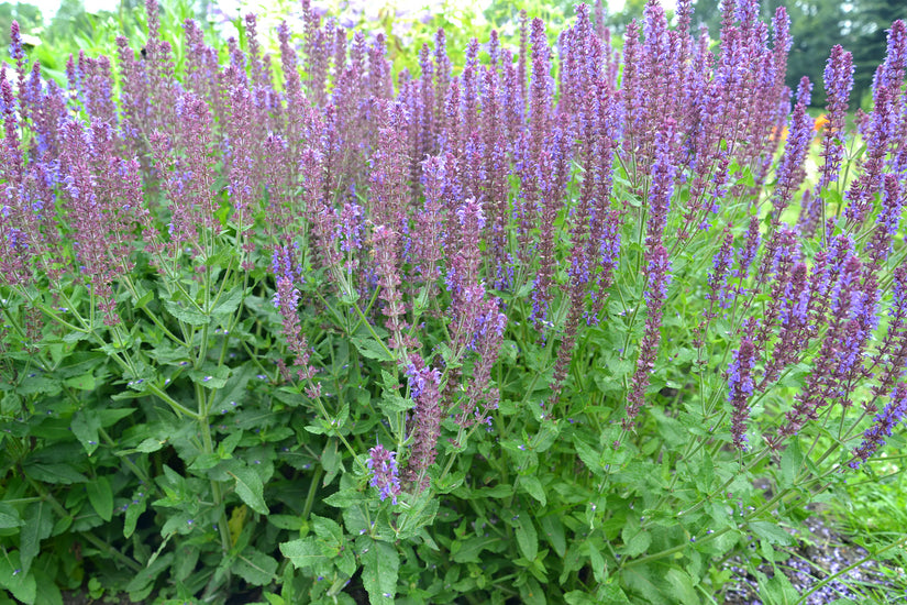 Salvia Ostfriesland online kopen Salvia Ostfriesland online kopen