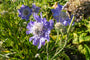 Duifkruid - Scabiosa caucasica 'Perfecta' Duifkruid - Scabiosa caucasica 'Perfecta'