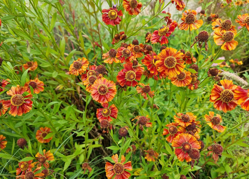 Helenium in bloei Helenium in bloei
