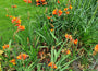 Crocosmia Emily Mckenzie - Klantfoto van borderpakket Levi Crocosmia Emily Mckenzie - Klantfoto van borderpakket Levi