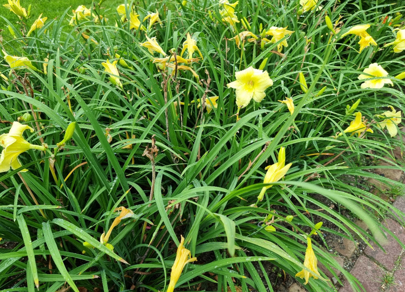 daglelie - stella D'oro daglelie - stella D'oro