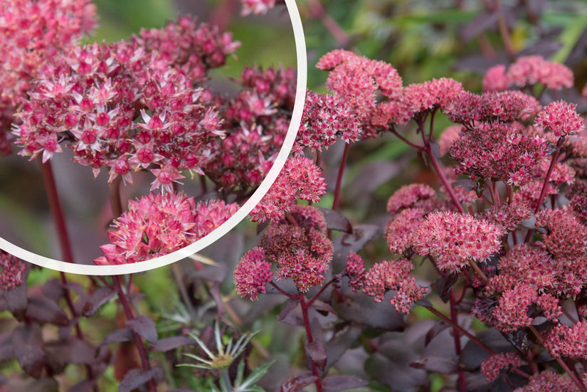 Sedum-Bertram-Anderson-bloei.jpg Sedum-Bertram-Anderson-bloei.jpg
