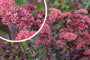 Sedum-Bertram-Anderson-bloei.jpg Sedum-Bertram-Anderson-bloei.jpg