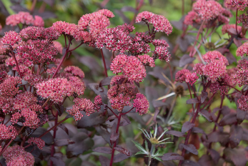 Sedum 'Bertram Anderson' Sedum 'Bertram Anderson'