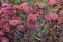 Sedum 'Bertram Anderson' Sedum 'Bertram Anderson'