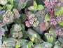 Vetkruid soort Sedum 'Matrona' Vetkruid soort Sedum 'Matrona'