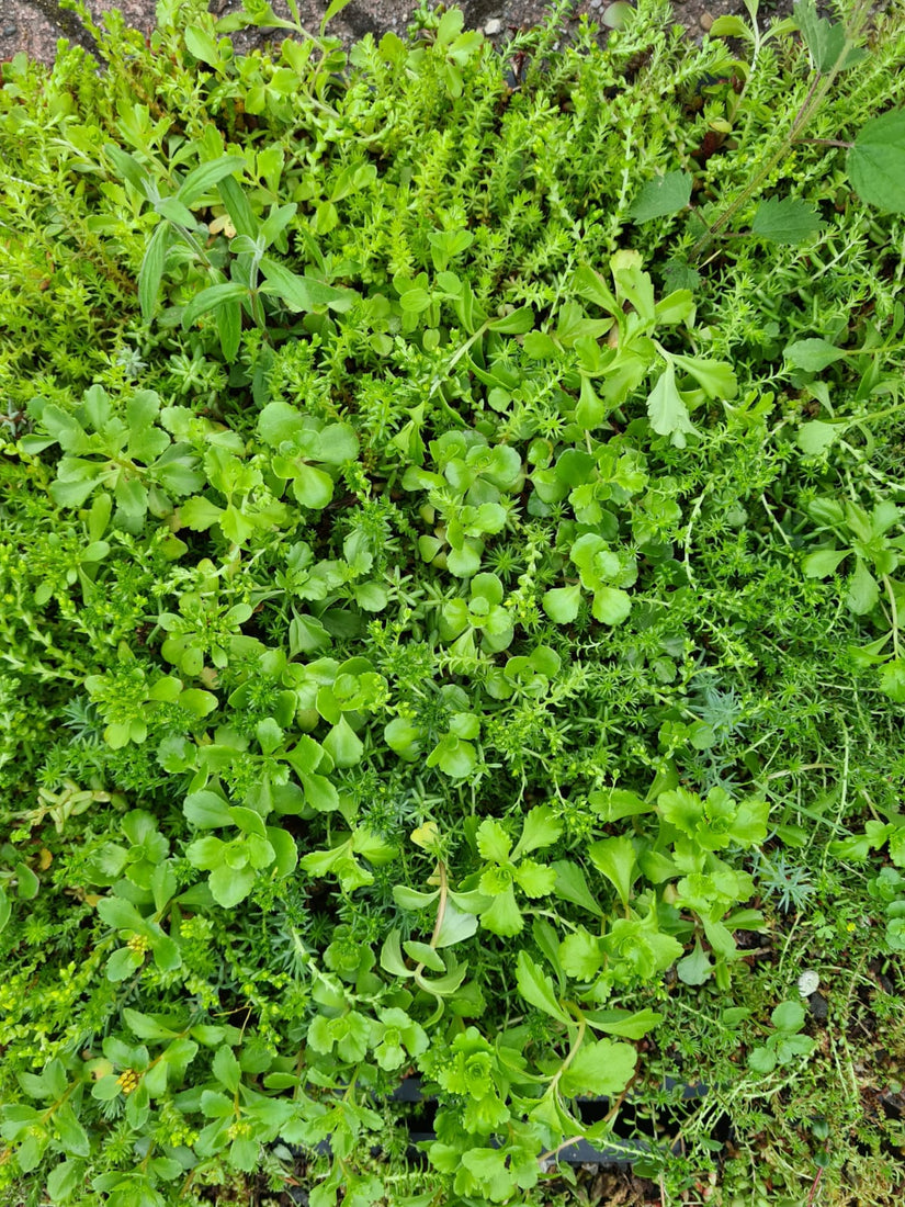 groene dak budget keuze goedkoop bezorgen groene dak budget keuze goedkoop bezorgen