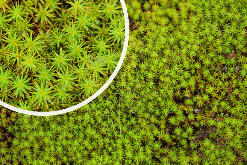 Gewone veenmos Sphagnum palustre Gewone veenmos Sphagnum palustre