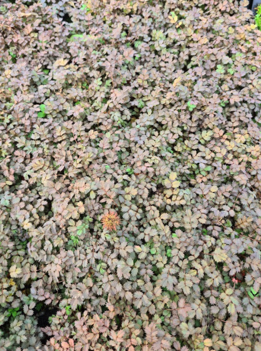 Stekelnootje - Acaena microphylla Stekelnootje - Acaena microphylla