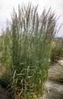 Struisriet - Calamagrostis x acutiflora 'Karl Foerster' Struisriet - Calamagrostis x acutiflora 'Karl Foerster'