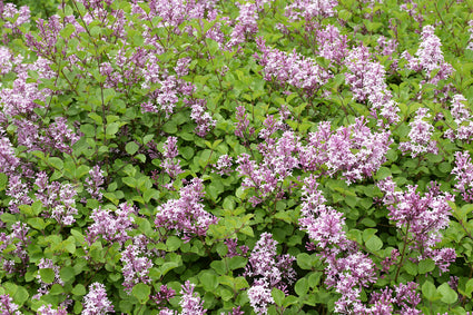 Syringa meyeri 'Palibin' in bloei
