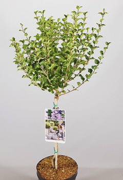 Syringa meyeri 'Palibin' op stam.jpg