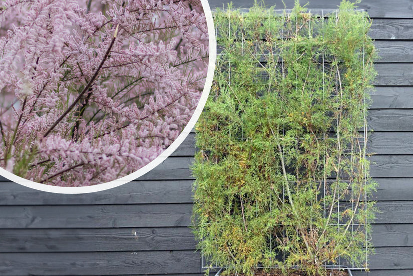Tamarisk - Tamarix tetrandra - Kant en klare haag Tamarisk - Tamarix tetrandra - Kant en klare haag
