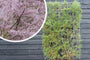 Tamarisk - Tamarix tetrandra - Kant en klare haag Tamarisk - Tamarix tetrandra - Kant en klare haag