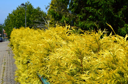 Thuja-Yellow-Ribbon.jpg