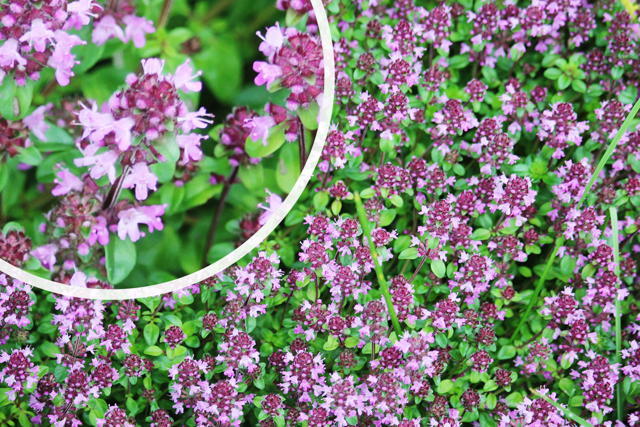 Kriechender Thymian Thymus praecox Purple Beauty rosa Bodenpflanze