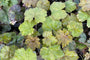 Blad Schuimbloem - Tiarella cordifolia Blad Schuimbloem - Tiarella cordifolia