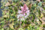Tiarella cordifolia - Aarachtige roze bloemen Tiarella cordifolia - Aarachtige roze bloemen