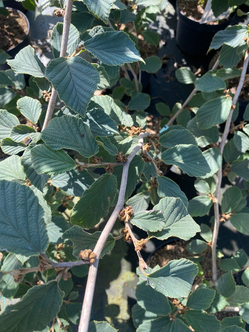 Toverhazelaar - Hamamelis intermedia 'Feuerzauber' Toverhazelaar - Hamamelis intermedia 'Feuerzauber'