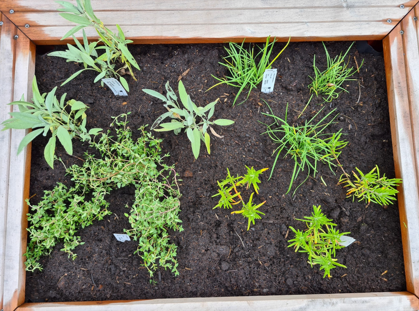 kant en klare tuinplanten borderpakket eetbaar kant en klare tuinplanten borderpakket eetbaar