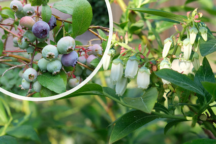 Blauwe bes | Vaccinium corymbosum 'Bluecrop'