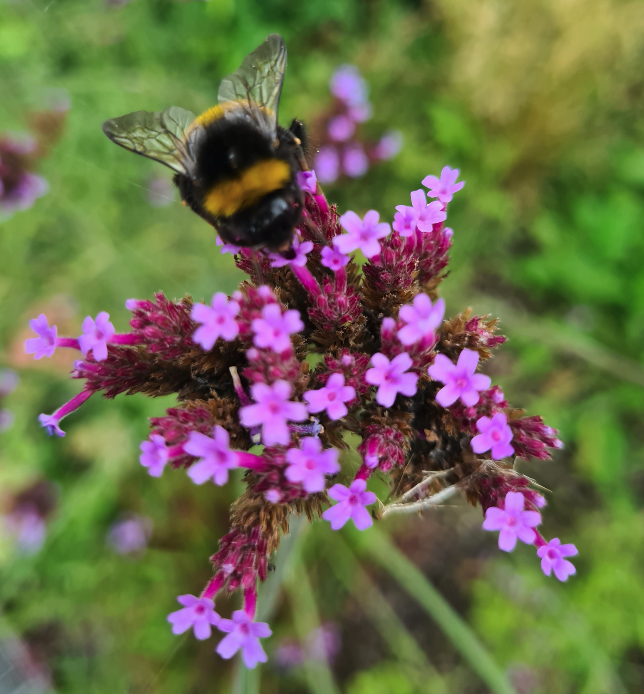 Verbena bijentuin Verbena bijentuin