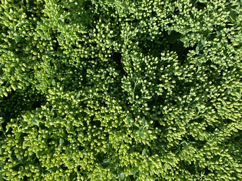 Vetkruid - Sedum 'Herbstfreude' in de knop Vetkruid - Sedum 'Herbstfreude' in de knop