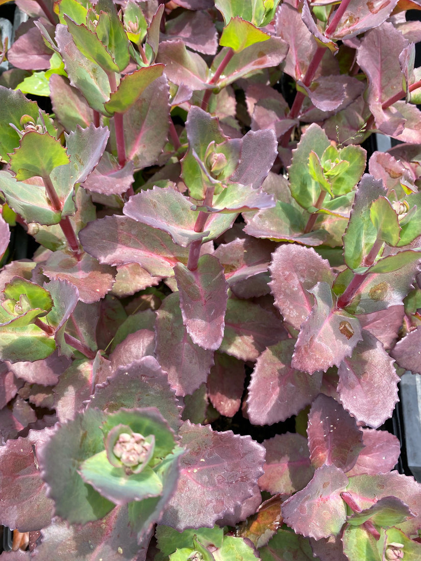 Sedum 'Matrona' als bodembedekker voor of als groen dak Sedum 'Matrona' als bodembedekker voor of als groen dak