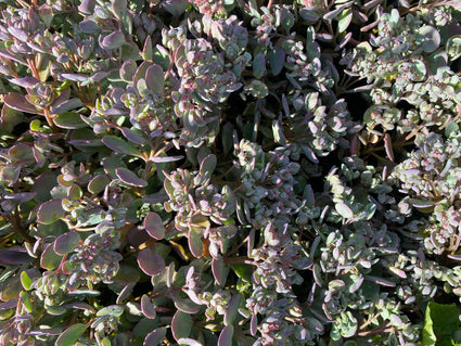 Vetkruid - Sedum cauticola 'Lidakense' Bodembedekker