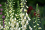 Gewoon vingerhoedskruid - Digitalis purpurea 'Alba' Gewoon vingerhoedskruid - Digitalis purpurea 'Alba'