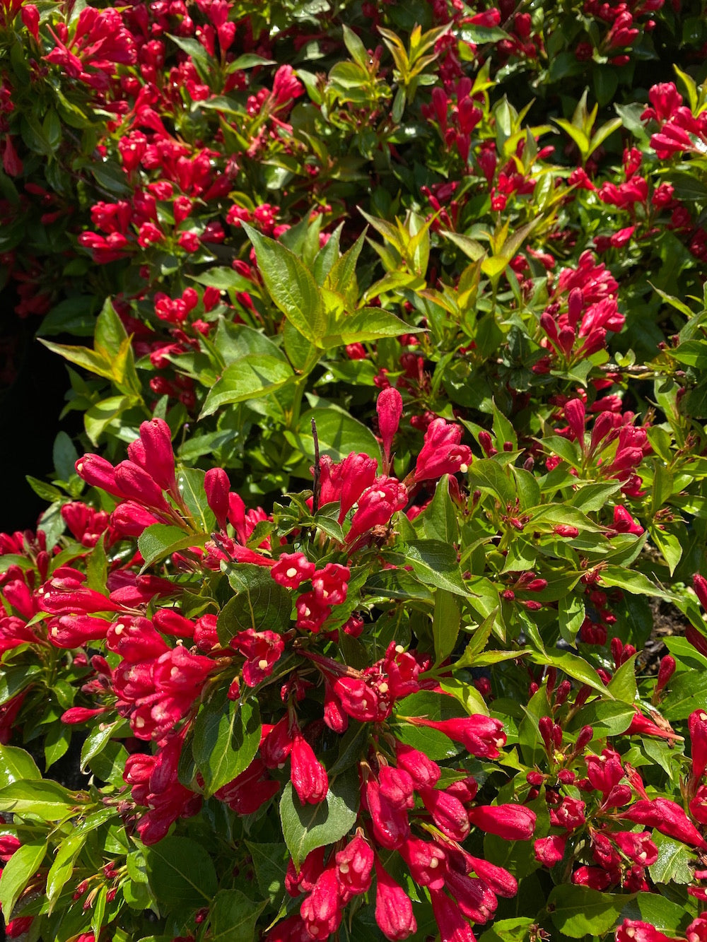 Kaufen Sie Weigelia Weigela florida 'All Summer Red' Sträucher