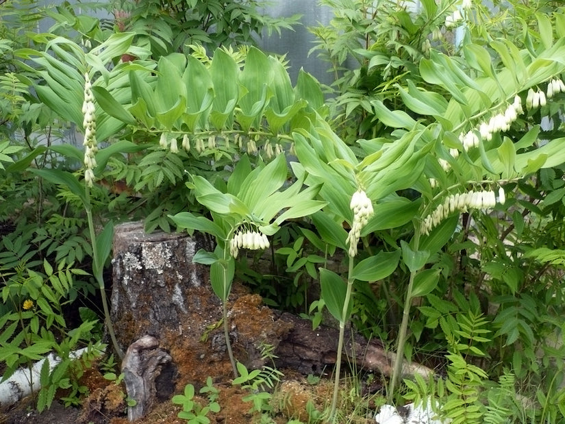 Welriekende-salomonszegel-Polygonatum-odoratum.jpg Welriekende-salomonszegel-Polygonatum-odoratum.jpg