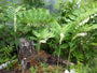 Welriekende-salomonszegel-Polygonatum-odoratum.jpg Welriekende-salomonszegel-Polygonatum-odoratum.jpg