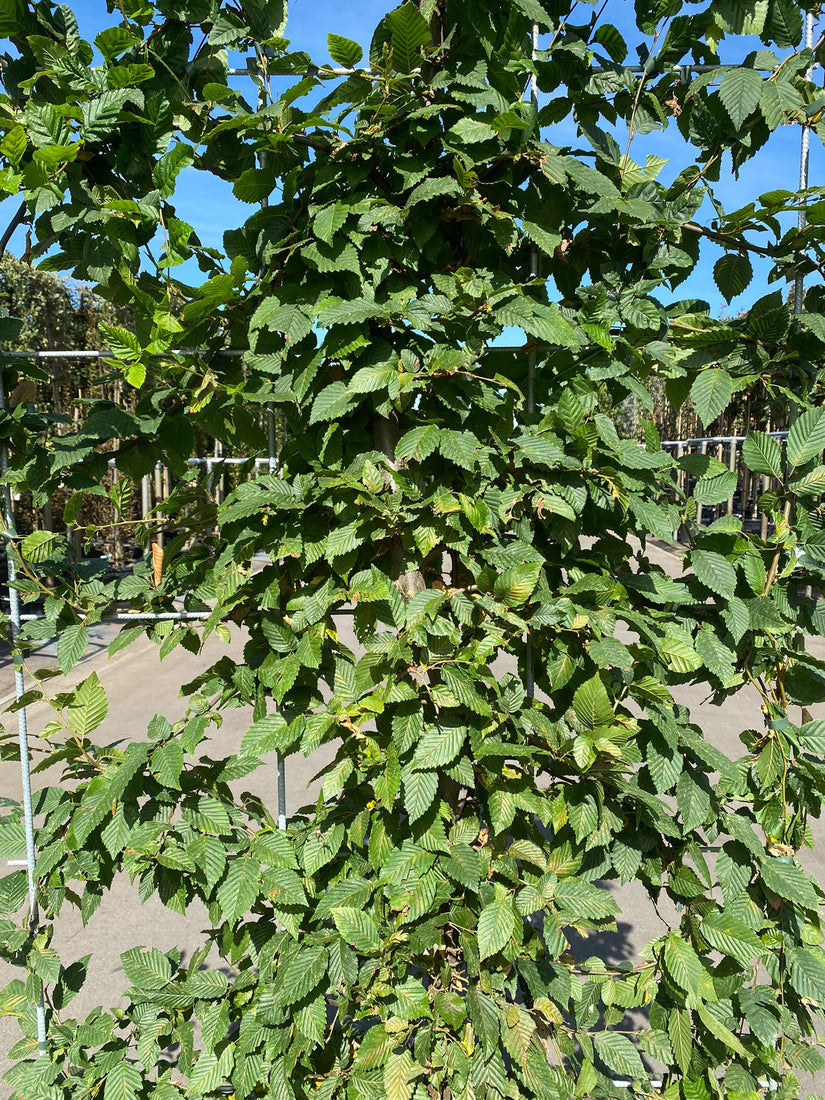 Snel resultaat en door trellis direct een veilige afscheiding in de tuin Snel resultaat en door trellis direct een veilige afscheiding in de tuin