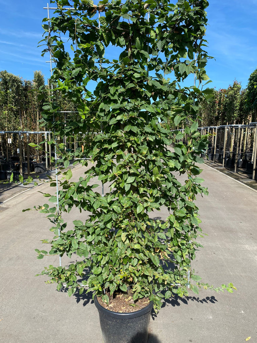Kant en klare haagbeuk op metalen trellisscherm  Kant en klare haagbeuk op metalen trellisscherm