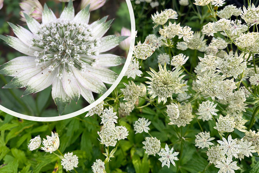 Zeeuws knoopje - Astrantia major 'Shaggy' in bloei Zeeuws knoopje - Astrantia major 'Shaggy' in bloei