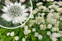Zeeuws knoopje - Astrantia major 'Shaggy' in bloei Zeeuws knoopje - Astrantia major 'Shaggy' in bloei