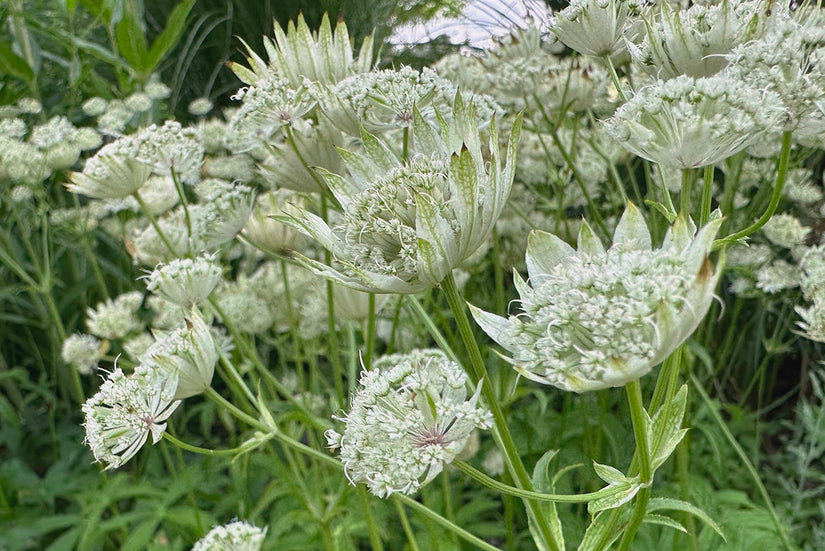 Rijke bloei Zeeuws knoopje - Astrantia major 'Shaggy'  Rijke bloei Zeeuws knoopje - Astrantia major 'Shaggy'
