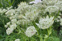 Rijke bloei Zeeuws knoopje - Astrantia major 'Shaggy'  Rijke bloei Zeeuws knoopje - Astrantia major 'Shaggy'