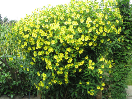 Zonnebloem - Helianthus 'Lemon Queen'