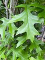 Zuil Moeraseik - Quercus palustris 'Green Pillar' - Blad Zuil Moeraseik - Quercus palustris 'Green Pillar' - Blad