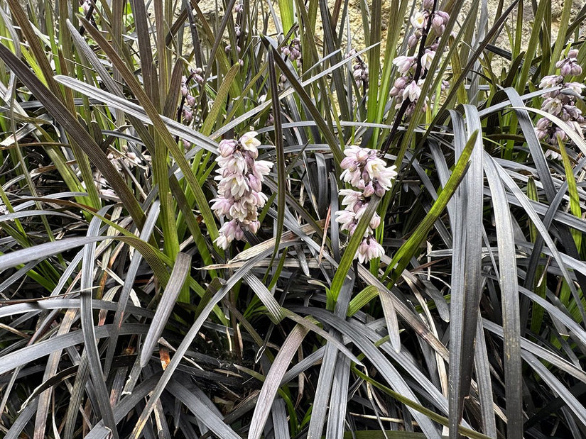 Zwart gras - Ophiopogon 'Niger' Zwart gras - Ophiopogon 'Niger'