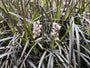 Zwart gras - Ophiopogon 'Niger' Zwart gras - Ophiopogon 'Niger'